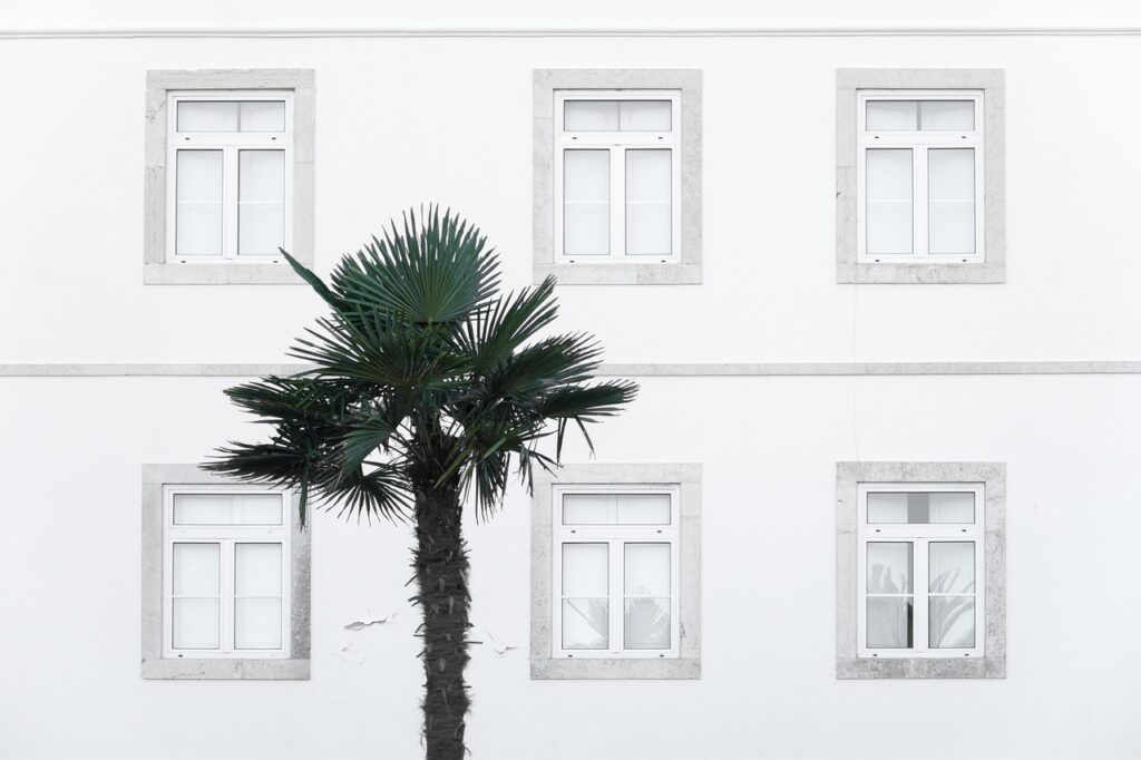 windows, building, palm tree, house, facade, architecture, wall, old windows, old building, palm tree, palm tree, palm tree, palm tree, palm tree, house, wall