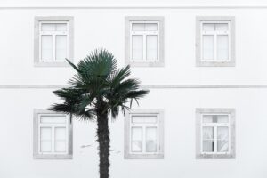 windows, building, palm tree, house, facade, architecture, wall, old windows, old building, palm tree, palm tree, palm tree, palm tree, palm tree, house, wall