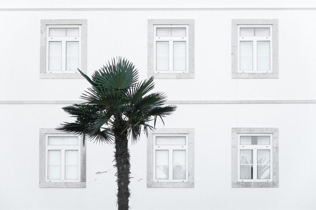 windows, building, palm tree, house, facade, architecture, wall, old windows, old building, palm tree, palm tree, palm tree, palm tree, palm tree, house, wall