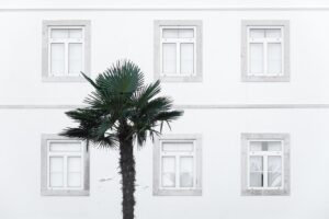 windows, building, palm tree, house, facade, architecture, wall, old windows, old building, palm tree, palm tree, palm tree, palm tree, palm tree, house, wall